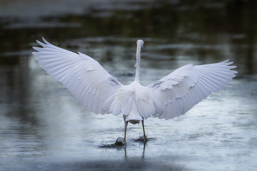 Spread your wings and fly away