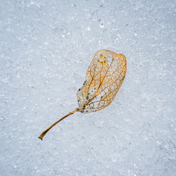 Long way from home 1