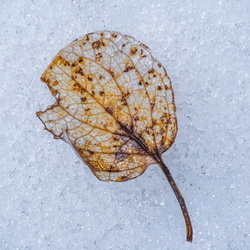 Long way from home 2