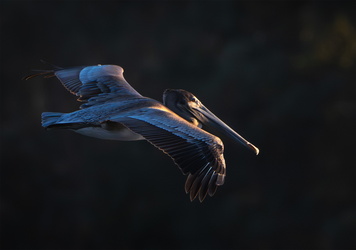 Good night, enjoy the show