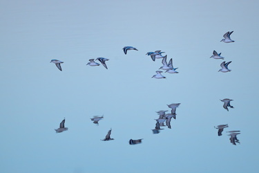 Sanderlings