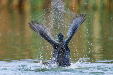 Coot Fight #3