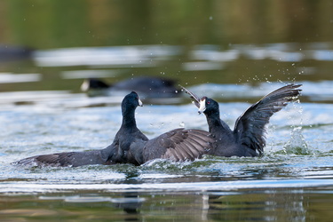Coot Fight #2