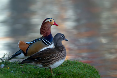 Mandarin telenovela #4