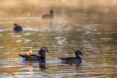 Mandarin telenovela #9