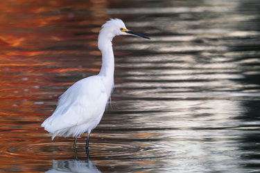 Mandarin telenovela #6