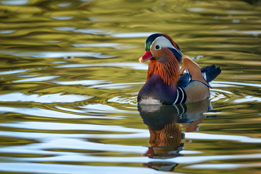 Mandarin telenovela #15