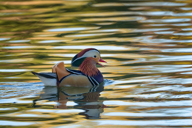 Mandarin telenovela #14