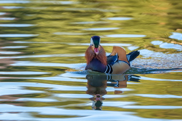 Mandarin telenovela #16