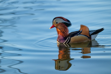 Mandarin telenovela #13