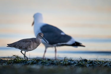 Curlew and big brother