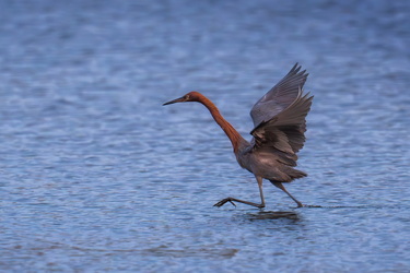 Reddish egret #3