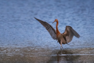 Reddish egret #1