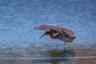 Reddish egret #2