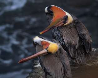Synchronized swimming
