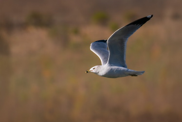 RIng billed seagul