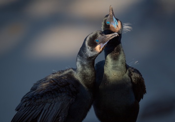 This could be the start of a beautiful relationship