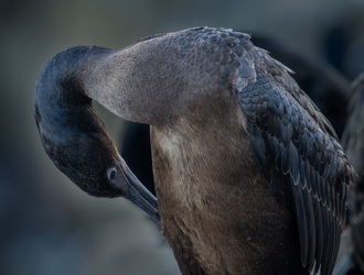 Going to the groomer