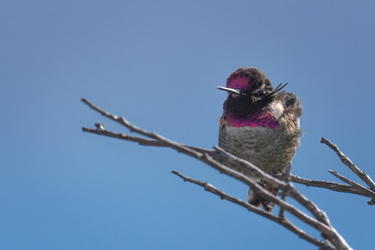 A fierce looking little nothing