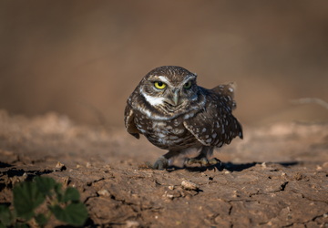 One more step and you are dead