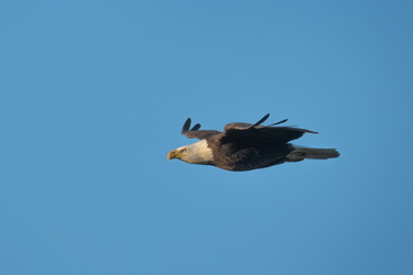 Stranger dropping in 