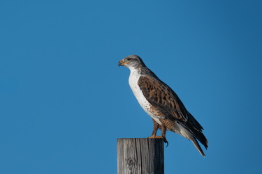 Clears throat... do...