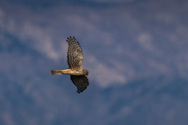 Surveying the fields