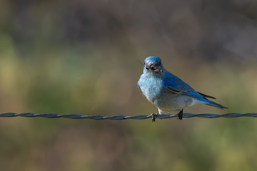 Feasting on crickets