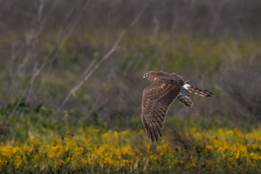 Close enough to smell the flowers and the coots