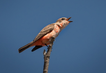 Cometh here, all flies