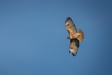 Red Tailed Hawk