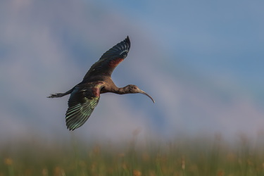 Tower, I am approaching runway 5
