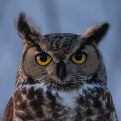 At's all about the eyes