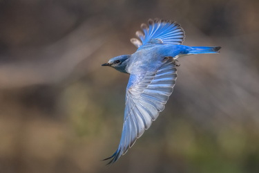 Going for another one