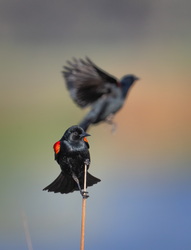 Birds of a feather hang out together