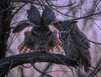 Mr. and  Mrs. Smith #1