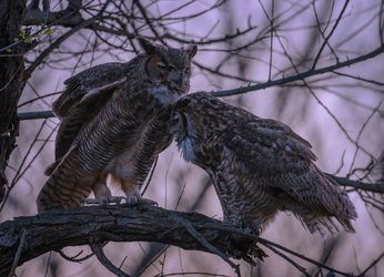 Mr. and Mrs. Smith #3