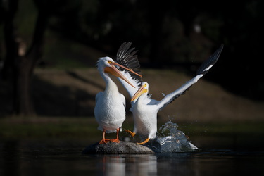 I said move it!
