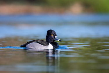 Ring necked duck