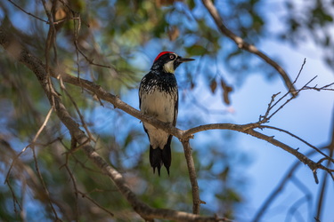 Acord woodpecker