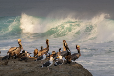 King Tides 4