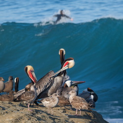 King Tides 3