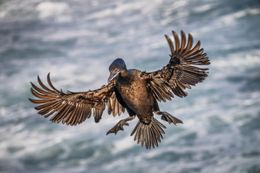You can fly?!?