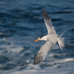 Taking flight
