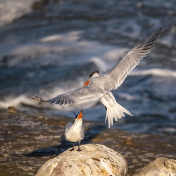 Get off my rock!