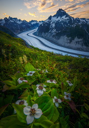 Snowflowers